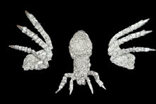 Load image into Gallery viewer, 48-0849: Spider, Large