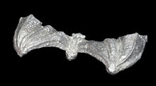 Load image into Gallery viewer, 48-0871: Vampire Bat