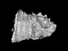 Load image into Gallery viewer, 48-0877: Titanic Bear, Plate Armor, RF Raised, Closed Mouth