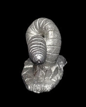 Load image into Gallery viewer, 48-0995: Rock Worm, Shorter