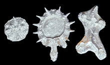 Load image into Gallery viewer, 49-0095: War Turtle