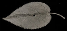 Load image into Gallery viewer, 49-8203: Giant Walnut Leaf