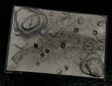 Load image into Gallery viewer, 49-9952: Field