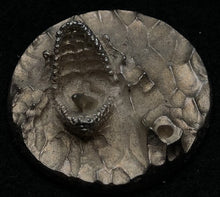 Load image into Gallery viewer, 49-9991: Aquatic, Sea Monster Attacking