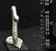 Load image into Gallery viewer, 48-0062:  Anaconda
