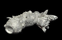 Load image into Gallery viewer, 48-0994:  Giant Tomb Worm
