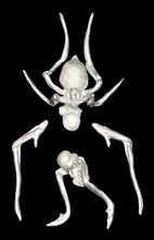 Load image into Gallery viewer, 49-0070:  Spider Mutant
