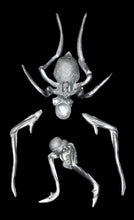 Load image into Gallery viewer, 49-0070:  Spider Mutant
