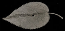 Load image into Gallery viewer, 49-8203: Giant Walnut Leaf
