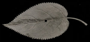 49-8203: Giant Walnut Leaf