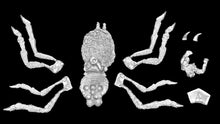 Load image into Gallery viewer, 51-4079:  Dark Elf Giant Spider Cavalry with Polearm [Rider &amp; Mount]
