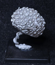 Load image into Gallery viewer, 51-7961:  Star Leech
