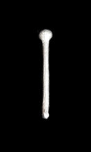 Load image into Gallery viewer, 97-0716:  Knobkerrie [x12]
